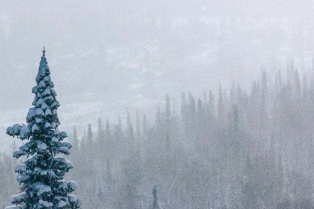 Winter landscape with heavy snow fall and fog in pine tree forest Toned winter background