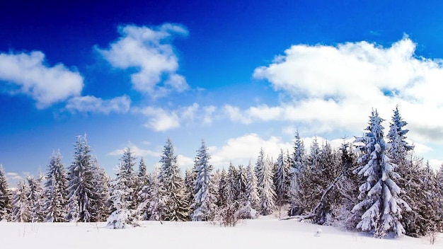 Winter landscape with high spruces and snow in mountains