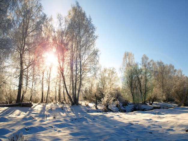 Winter landscape with morning sun and snow trees in the countryside