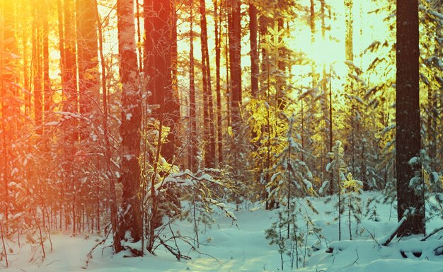 Winter landscape with the pine forest and sunset