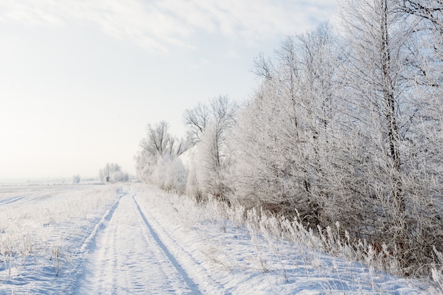 Winter landscape with a road and trees in a frost