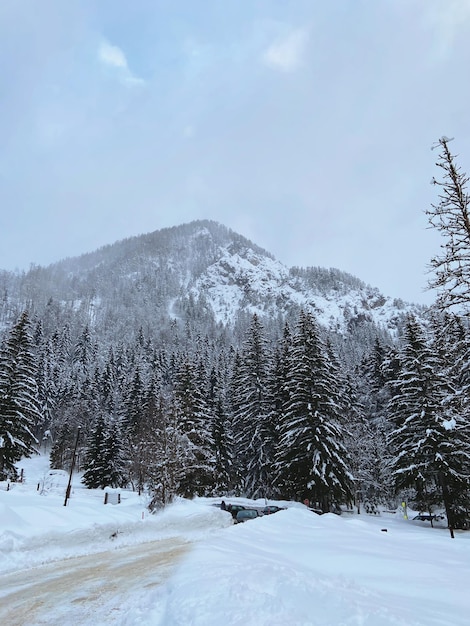 winter landscape with snow covered trees and mountain river in Alps, Slovenia. Beauty of nature.