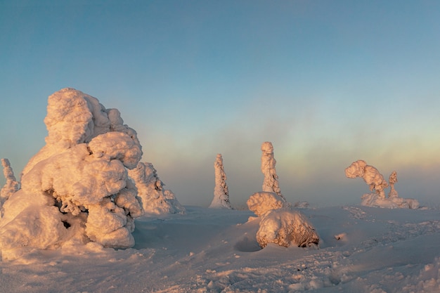 Winter landscape with snow covered trees in winter forest.