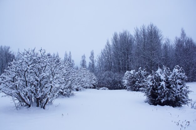 Photo winter landscape with snow covered trees.