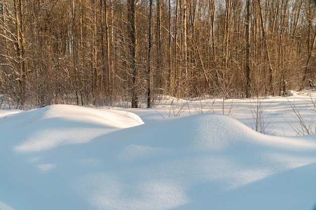 Winter landscape with snow and trees. Natural landscape in winter