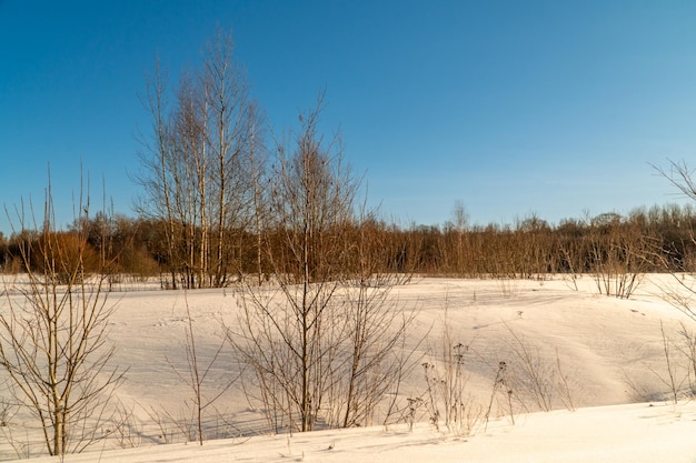 Winter landscape with snow and trees. Natural landscape in winter