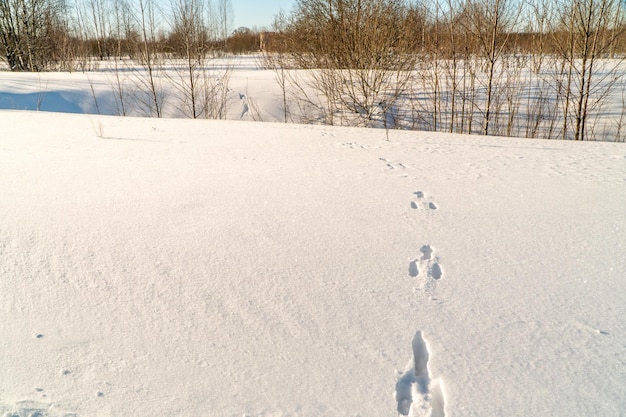 Winter landscape with snow and trees. Natural landscape in winter