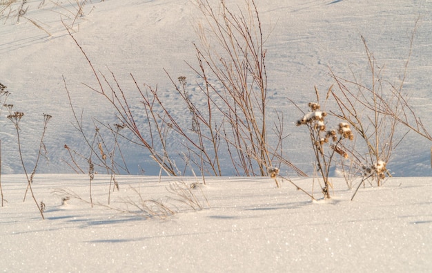 Winter landscape with snow and trees. Natural landscape in winter