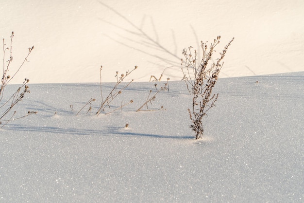 Winter landscape with snow and trees. Natural landscape in winter