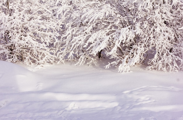 Winter Landscape with Snow and Trees, tree branches in the snow, winter fairy tale