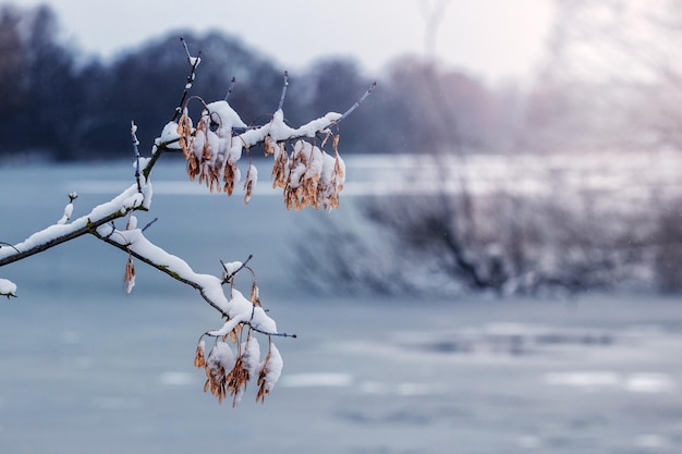 Winter landscape with a snowcovered tree branch with dry leaves on the bank of the river in sunny weather