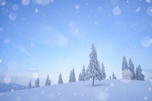 Winter landscape with snowfall in the mountains and snowy spruce trees