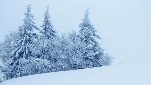 Winter landscape with snowy fir trees