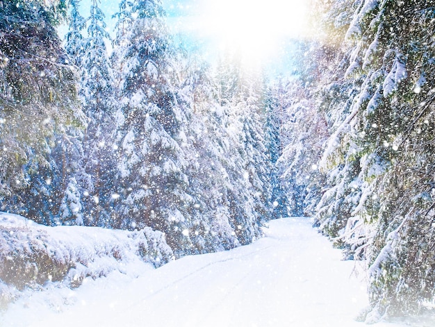 Winter landscape with snowy forest road and sun Rhodope Mountains Bulgaria