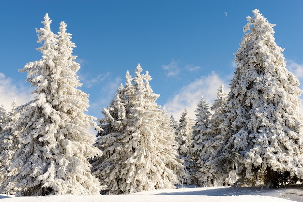 Winter landscape with snowy pine trees