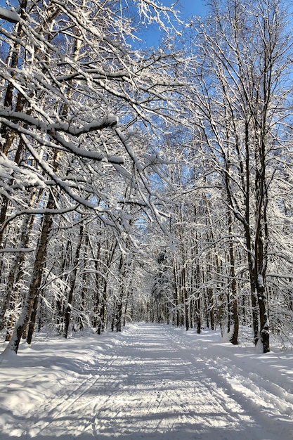 Winter landscape with snowy road through the forest