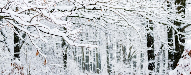 Winter landscape with snowy trees in the forest