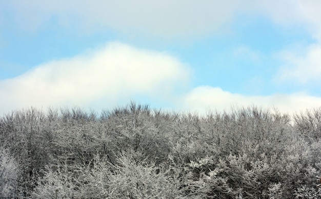 Winter landscape with snowy trees tops and blue sky