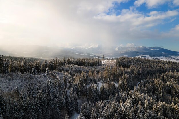 Winter landscape with spruse trees of snow covered forest in cold mountains.