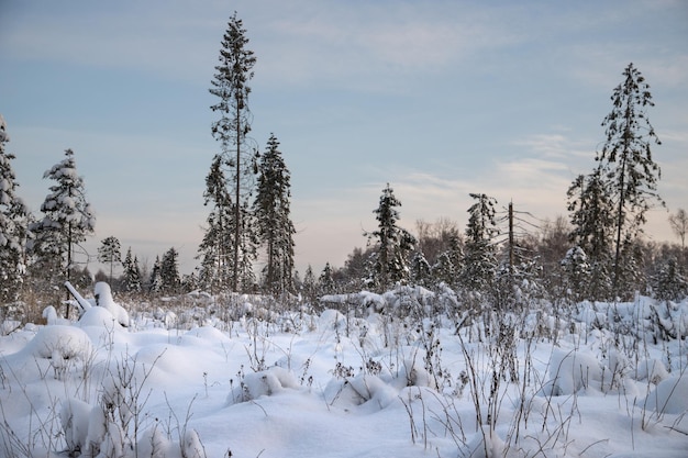 Winter landscape with tall Christmas trees and snowdrifts Winter background