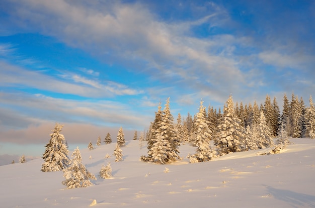 Winter landscape with trees covered with snow