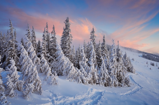 Winter landscape with trees covered with snow