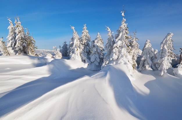 Winter landscape with trees covered with snow