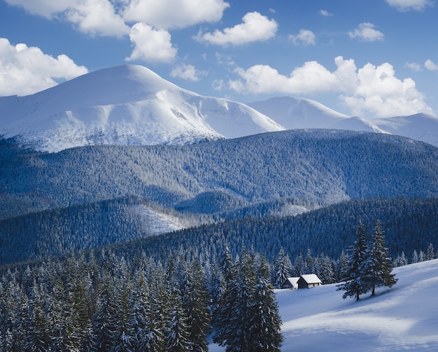 Winter landscape with trees covered with snow