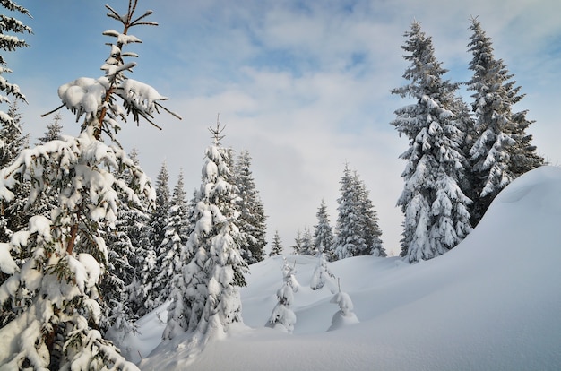 Winter landscape with trees covered with snow