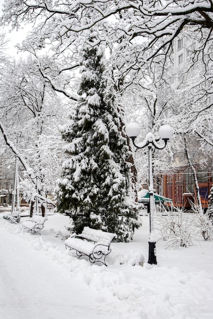 Winter landscape with trees and snow in city park. Trees are cov