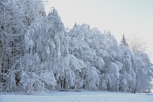 winter landscape with trees and snow