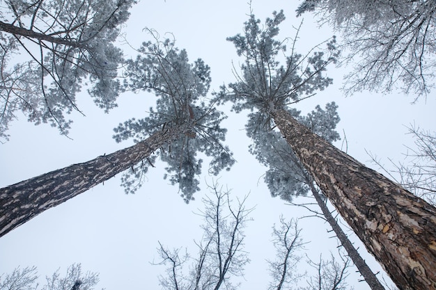 Winter landscape with trees