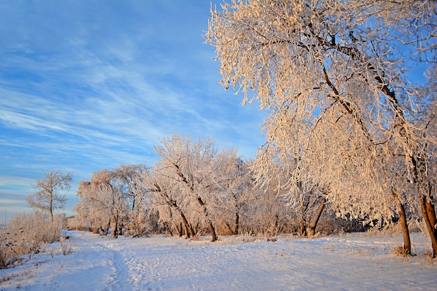 Winter landscape