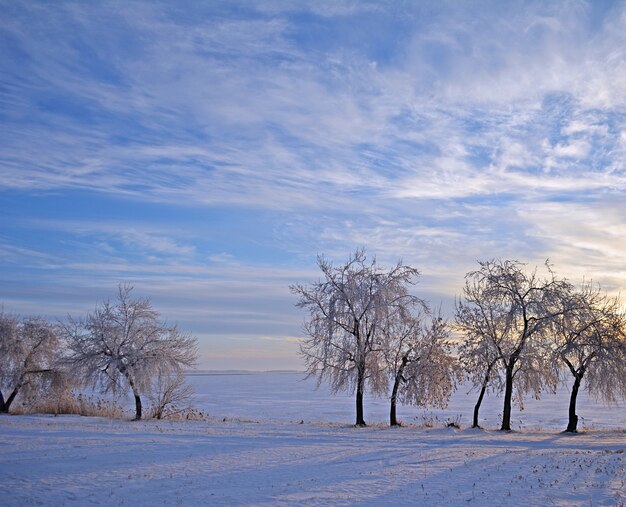 Winter landscape