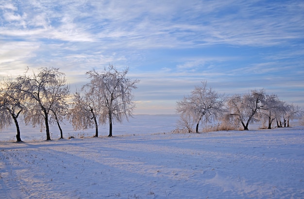 Winter landscape