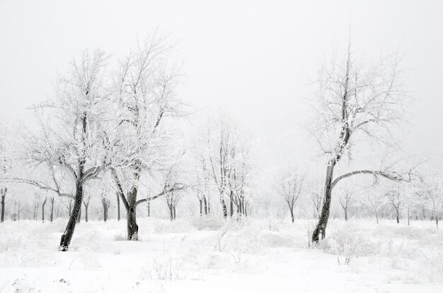 Winter landscape