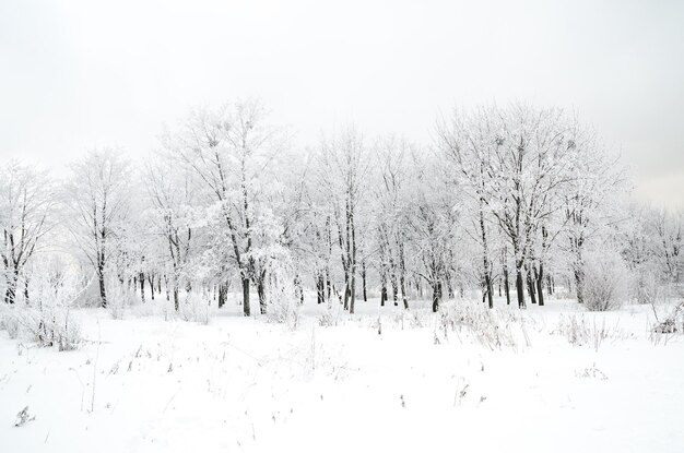 Winter landscape