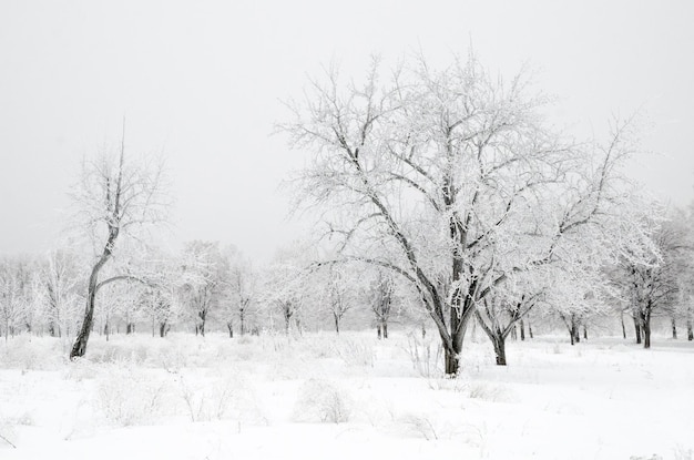 Winter landscape