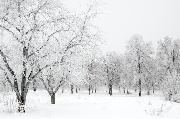 Winter landscape