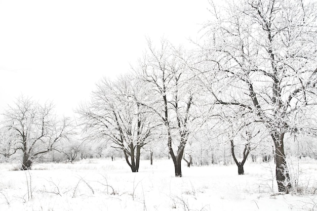 Winter landscape