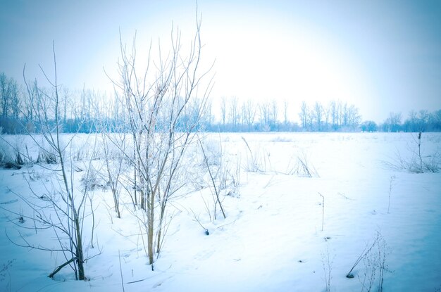 Winter landscape