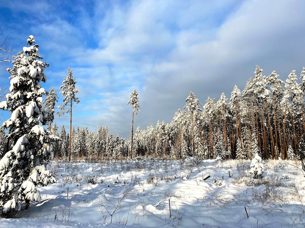 Winter landscape