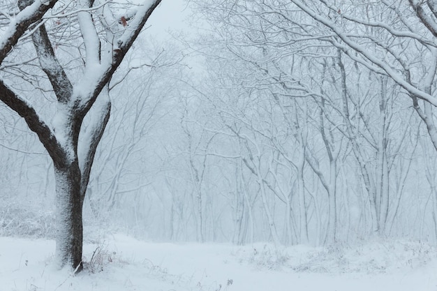 Winter landscape