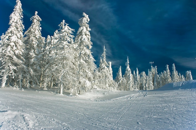 Winter landscape