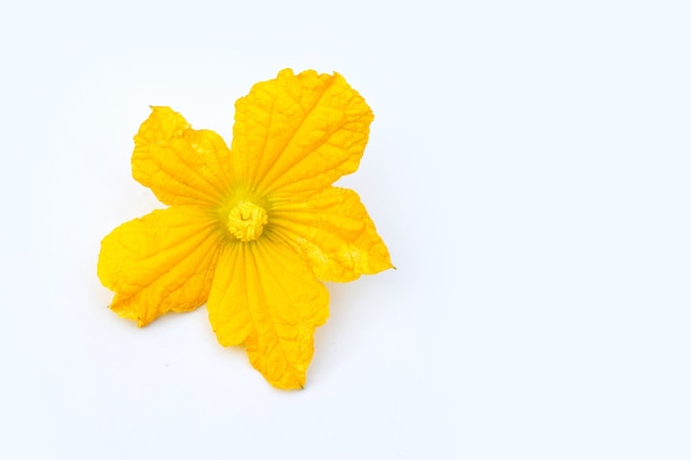 Winter melon flower on white wall.