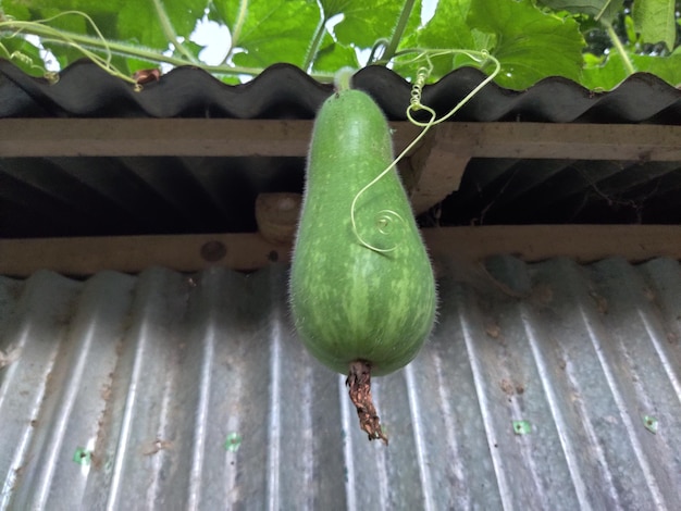 Winter Melon or Wax Gourd Hairy Round Tong Garden Vegetable. Organic Bangladeshi Green Herb.