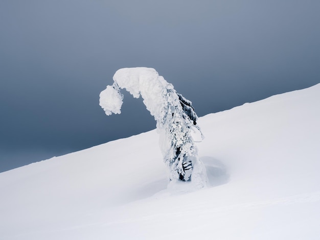 Winter minimalistic background with a mountain slope and a bent snowcovered spruce against a dark frosty sky Harsh northern nature Amazing winter landscape