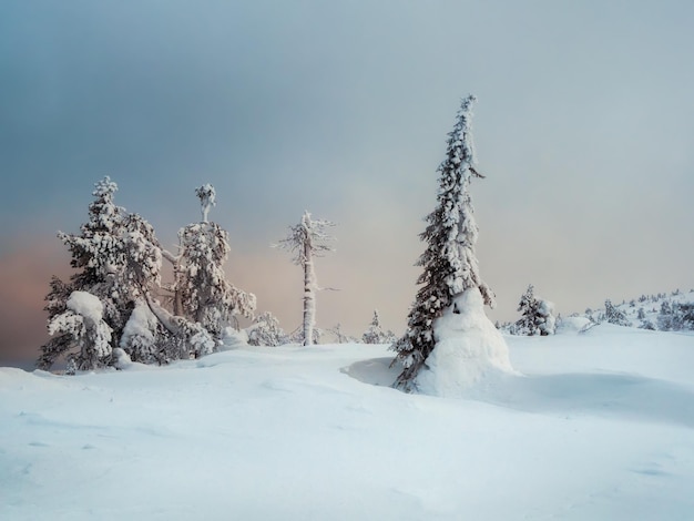 Winter minimalistic northern background with trees plastered with snow against a snow dark dramatic sky Arctic harsh nature Mystical fairy tale of the winter misty forest