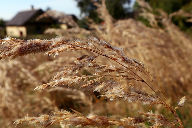 Winter mood small snowflakes on dry inflorescences of grass against the backdrop of a distant home