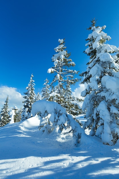 Winter mountain fir forest snowy landscape (top of Papageno bahn - Filzmoos, Austria)